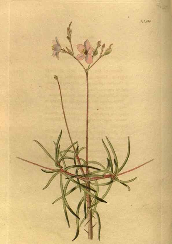 Reproducción/Reproduction 48755076238: The botanical cabinet. London :John & Arthur Arch ...,1817-1833.. 