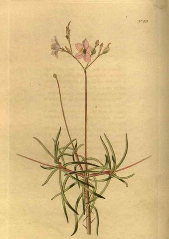 Reproducción/Reproduction 48755076238: The botanical cabinet. London :John & Arthur Arch ...,1817-1833.. 