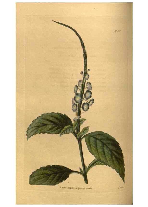 Reproducción/Reproduction 48755076578: The botanical cabinet. London :John & Arthur Arch ...,1817-1833.. 