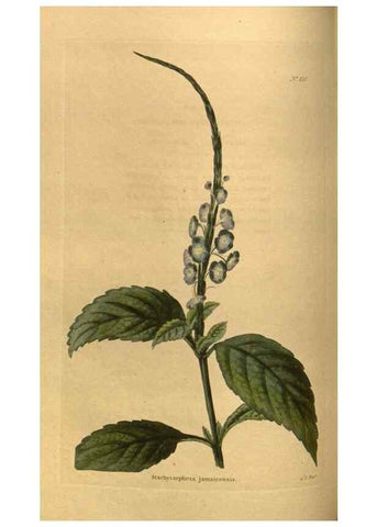 Reproducción/Reproduction 48755076578: The botanical cabinet. London :John & Arthur Arch ...,1817-1833.. 