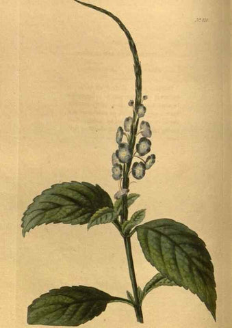 Reproducción/Reproduction 48755076578: The botanical cabinet. London :John & Arthur Arch ...,1817-1833.. 