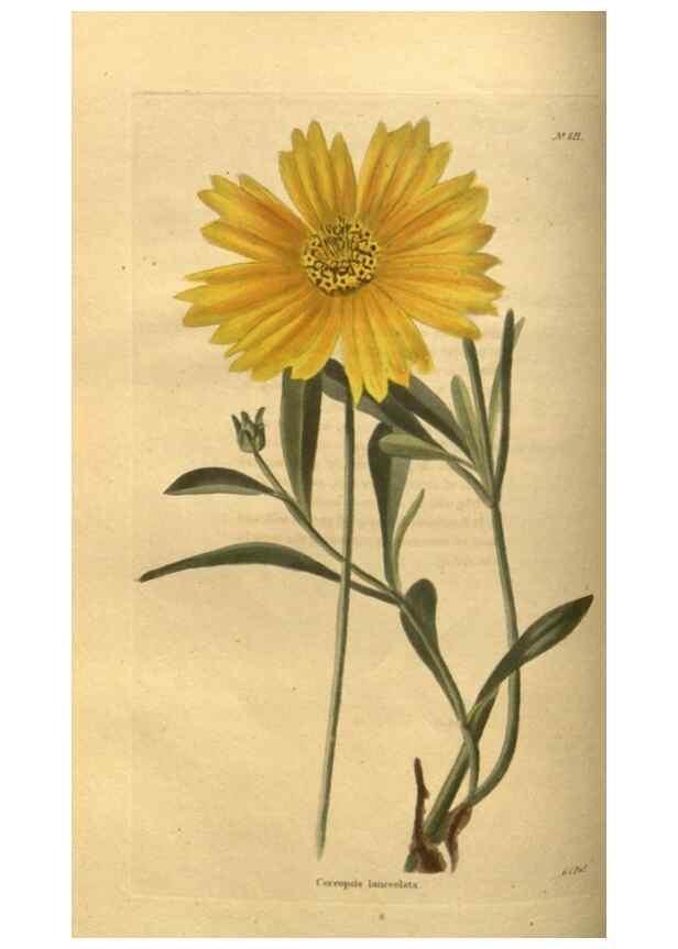 Reproducción/Reproduction 48755076853: The botanical cabinet. London :John & Arthur Arch ...,1817-1833.. 
