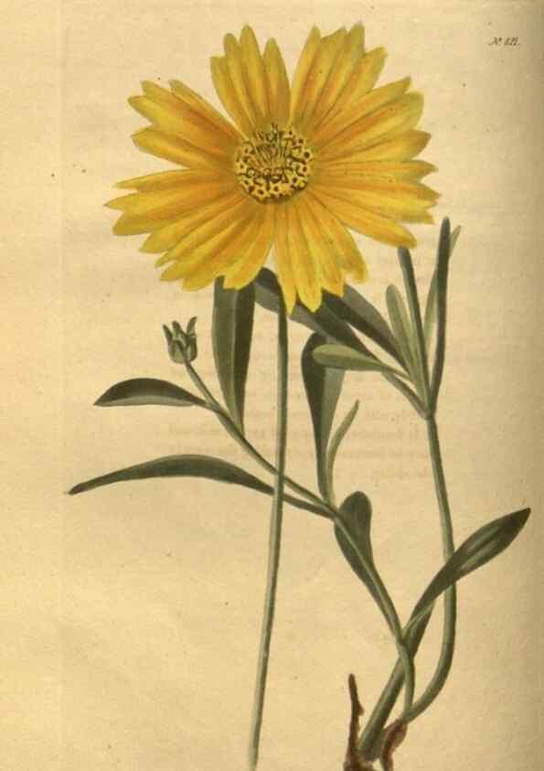 Reproducción/Reproduction 48755076853: The botanical cabinet. London :John & Arthur Arch ...,1817-1833.. 