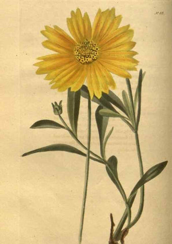 Reproducción/Reproduction 48755076853: The botanical cabinet. London :John & Arthur Arch ...,1817-1833.. 