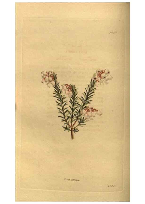 Reproducción/Reproduction 48755396921: The botanical cabinet. London :John & Arthur Arch ...,1817-1833.. 