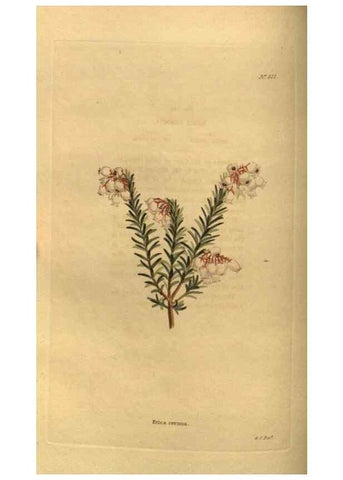 Reproducción/Reproduction 48755396921: The botanical cabinet. London :John & Arthur Arch ...,1817-1833.. 