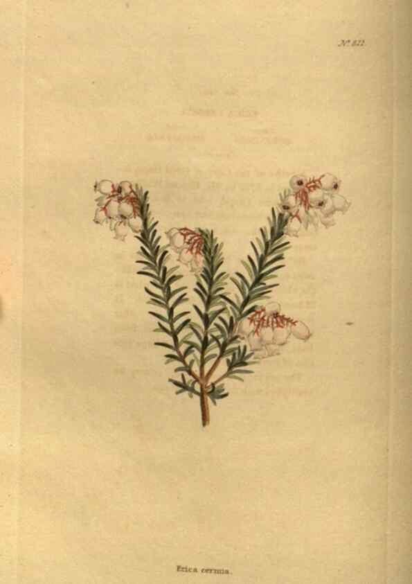 Reproducción/Reproduction 48755396921: The botanical cabinet. London :John & Arthur Arch ...,1817-1833.. 