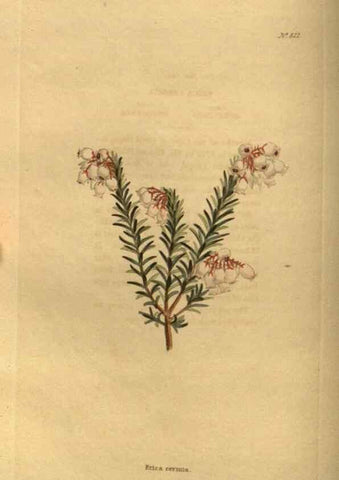 Reproducción/Reproduction 48755396921: The botanical cabinet. London :John & Arthur Arch ...,1817-1833.. 
