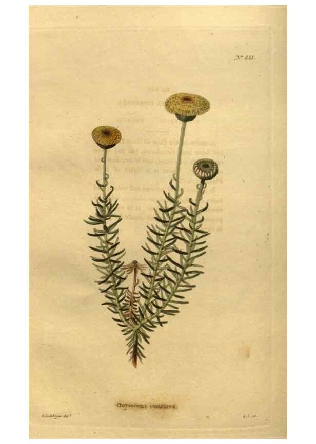 Reproducción/Reproduction 48755597112: The botanical cabinet. London :John & Arthur Arch ...,1817-1833.. 