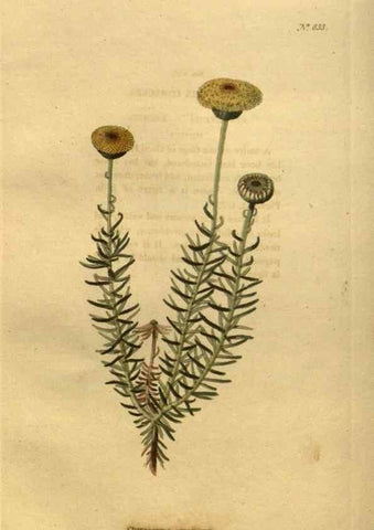 Reproducción/Reproduction 48755597112: The botanical cabinet. London :John & Arthur Arch ...,1817-1833.. 