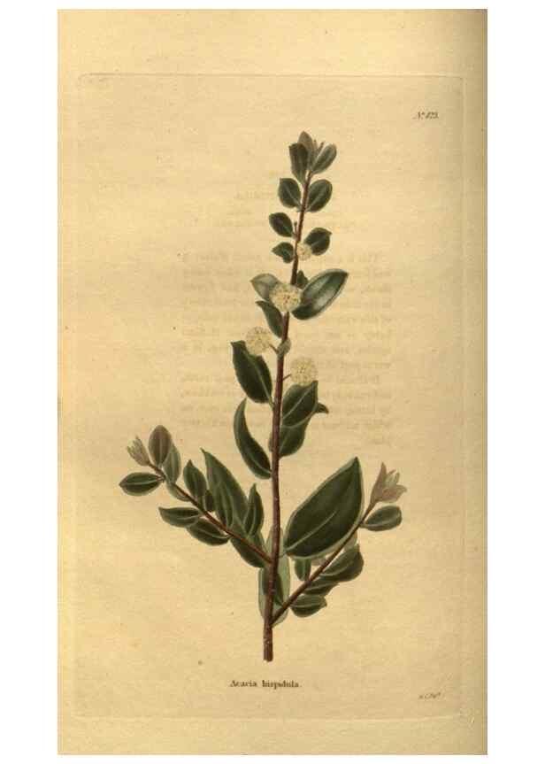 Reproducción/Reproduction 48755397316: The botanical cabinet. London :John & Arthur Arch ...,1817-1833.. 