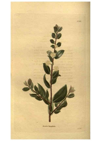 Reproducción/Reproduction 48755397316: The botanical cabinet. London :John & Arthur Arch ...,1817-1833.. 