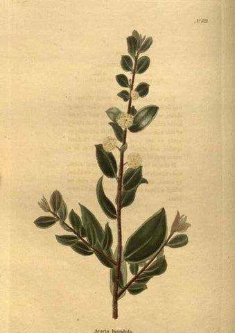 Reproducción/Reproduction 48755397316: The botanical cabinet. London :John & Arthur Arch ...,1817-1833.. 