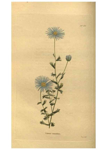 Reproducción/Reproduction 48755078218: The botanical cabinet. London :John & Arthur Arch ...,1817-1833.. 