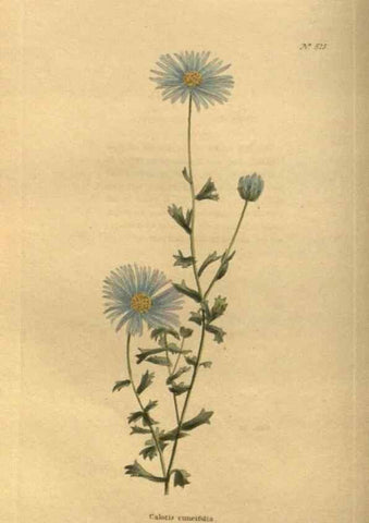 Reproducción/Reproduction 48755078218: The botanical cabinet. London :John & Arthur Arch ...,1817-1833.. 