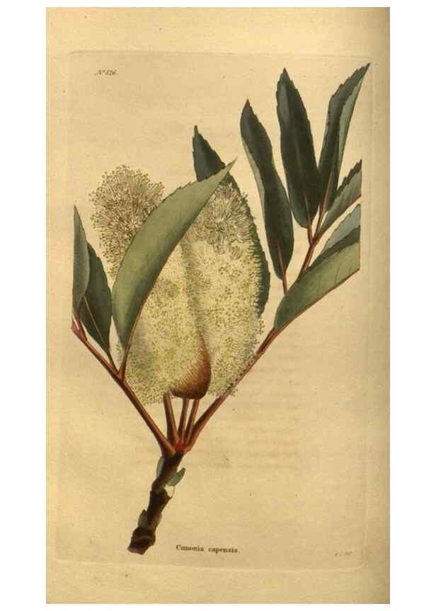 Reproducción/Reproduction 48755594607: The botanical cabinet. London :John & Arthur Arch ...,1817-1833.. 