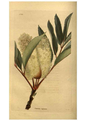 Reproducción/Reproduction 48755594607: The botanical cabinet. London :John & Arthur Arch ...,1817-1833.. 