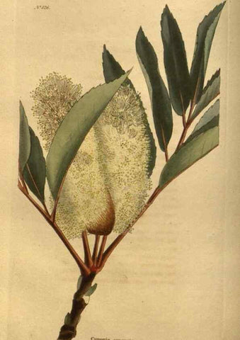 Reproducción/Reproduction 48755594607: The botanical cabinet. London :John & Arthur Arch ...,1817-1833.. 
