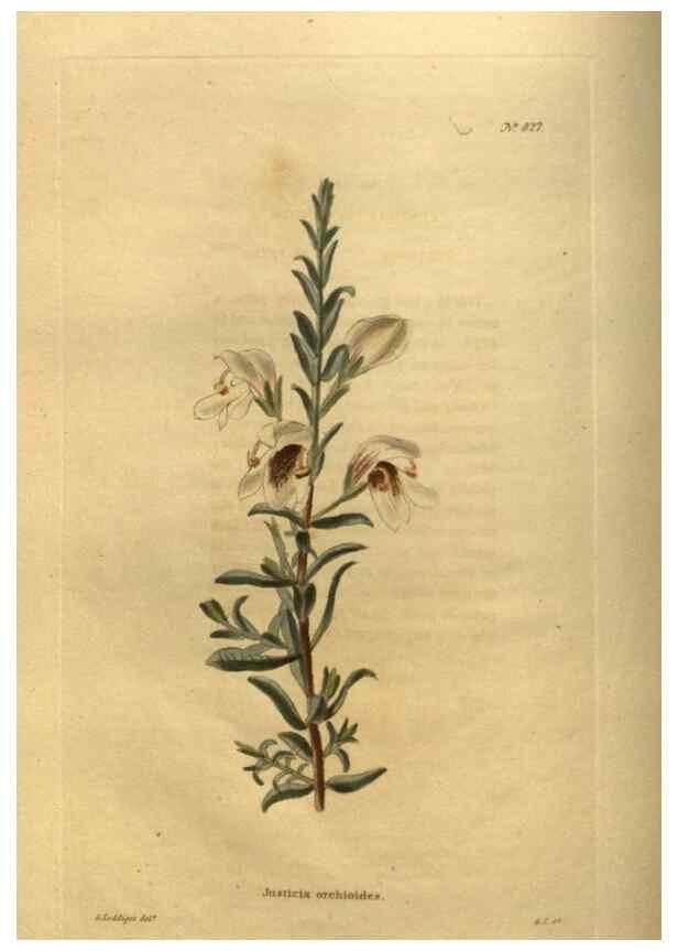 Reproducción/Reproduction 48755398731: The botanical cabinet. London :John & Arthur Arch ...,1817-1833.. 