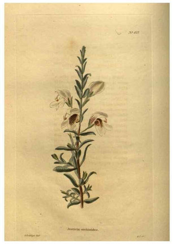 Reproducción/Reproduction 48755398731: The botanical cabinet. London :John & Arthur Arch ...,1817-1833.. 