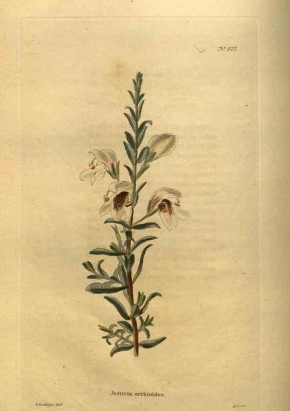 Reproducción/Reproduction 48755398731: The botanical cabinet. London :John & Arthur Arch ...,1817-1833.. 