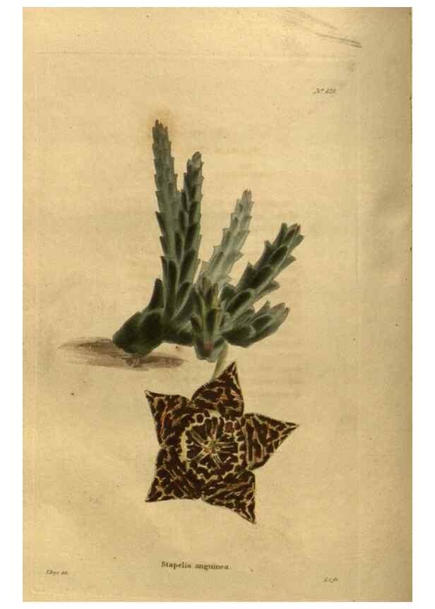Reproducción/Reproduction 48755399131: The botanical cabinet. London :John & Arthur Arch ...,1817-1833.. 