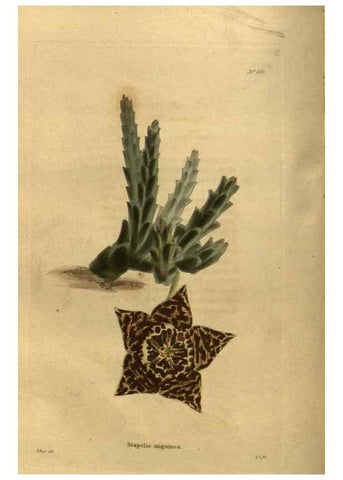 Reproducción/Reproduction 48755399131: The botanical cabinet. London :John & Arthur Arch ...,1817-1833.. 