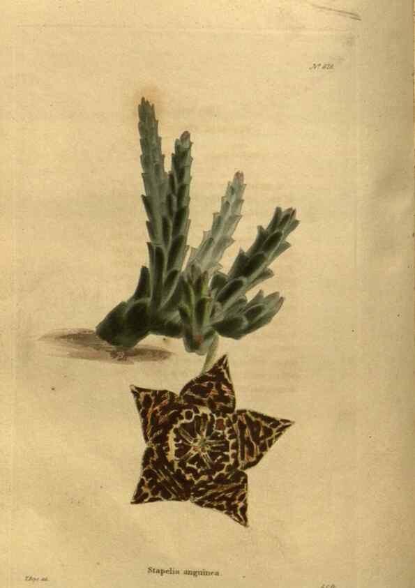 Reproducción/Reproduction 48755399131: The botanical cabinet. London :John & Arthur Arch ...,1817-1833.. 