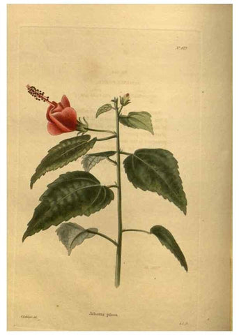 Reproducción/Reproduction 48755595692: The botanical cabinet. London :John & Arthur Arch ...,1817-1833.. 