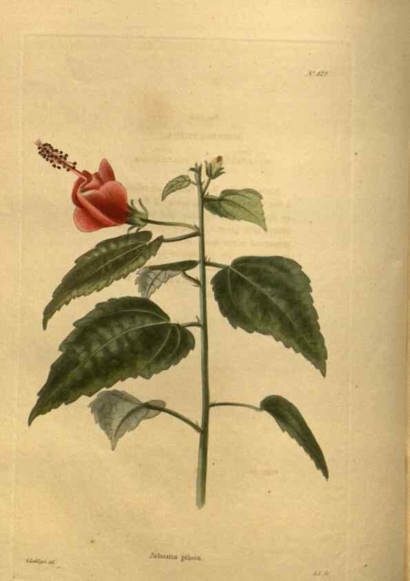 Reproducción/Reproduction 48755595692: The botanical cabinet. London :John & Arthur Arch ...,1817-1833.. 