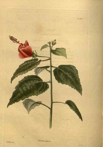 Reproducción/Reproduction 48755595692: The botanical cabinet. London :John & Arthur Arch ...,1817-1833.. 