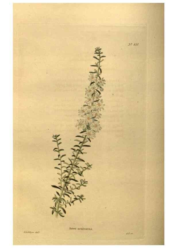 Reproducción/Reproduction 48755080113: The botanical cabinet. London :John & Arthur Arch ...,1817-1833.. 