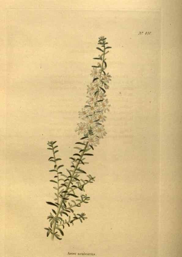 Reproducción/Reproduction 48755080113: The botanical cabinet. London :John & Arthur Arch ...,1817-1833.. 