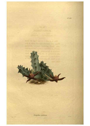 Reproducción/Reproduction 48755080473: The botanical cabinet. London :John & Arthur Arch ...,1817-1833.. 