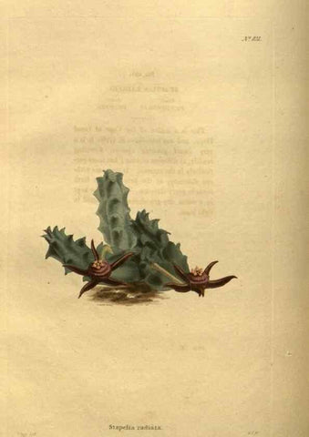 Reproducción/Reproduction 48755080473: The botanical cabinet. London :John & Arthur Arch ...,1817-1833.. 