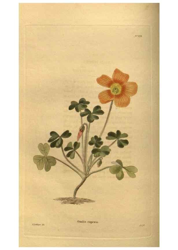 Reproducción/Reproduction 48755397681: The botanical cabinet. London :John & Arthur Arch ...,1817-1833.. 