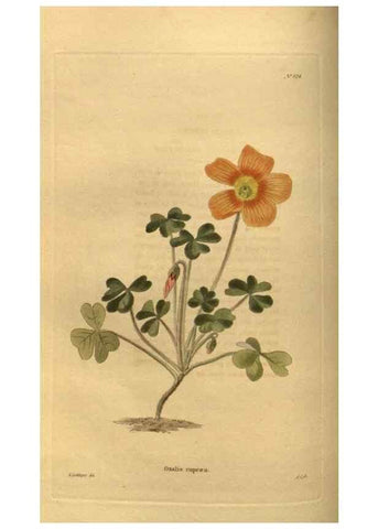 Reproducción/Reproduction 48755397681: The botanical cabinet. London :John & Arthur Arch ...,1817-1833.. 