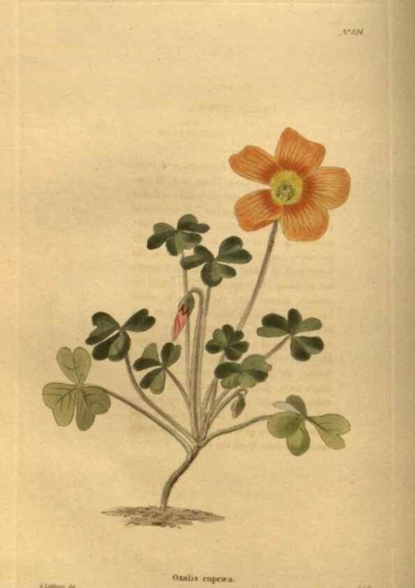 Reproducción/Reproduction 48755397681: The botanical cabinet. London :John & Arthur Arch ...,1817-1833.. 