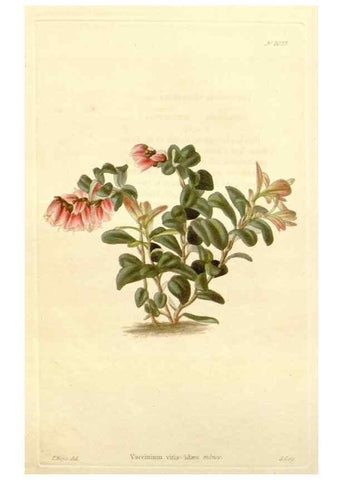 Reproducción/Reproduction 48782836087: The botanical cabinet. London :John & Arthur Arch ...,1817-1833.. 