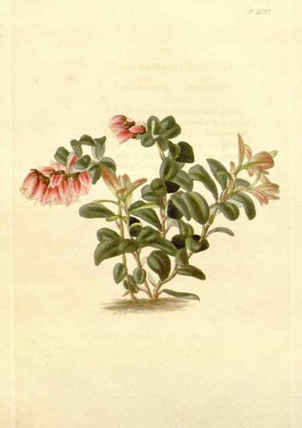 Reproducción/Reproduction 48782836087: The botanical cabinet. London :John & Arthur Arch ...,1817-1833.. 