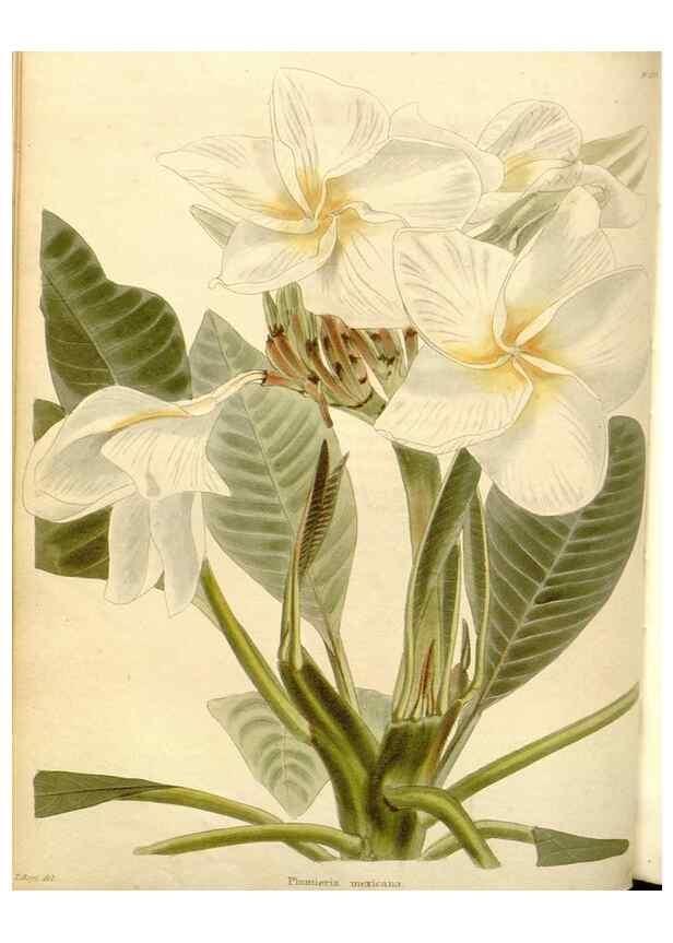 Reproducción/Reproduction 48782667931: The botanical cabinet. London :John & Arthur Arch ...,1817-1833.. 