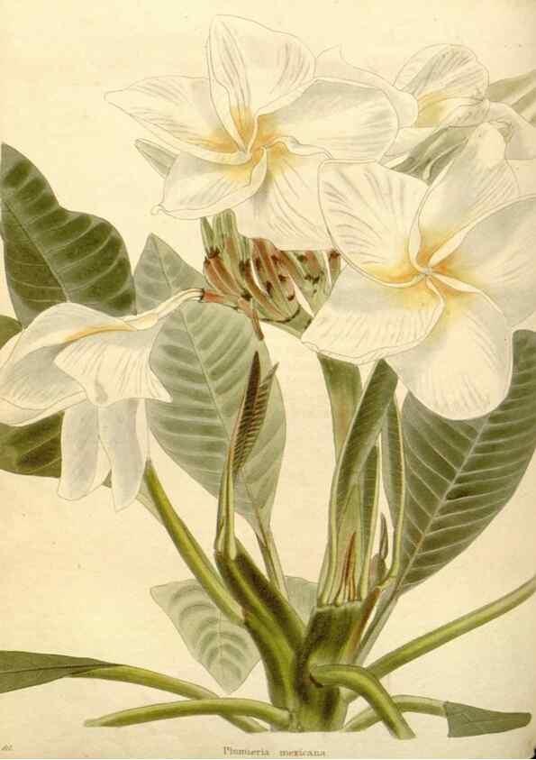 Reproducción/Reproduction 48782667931: The botanical cabinet. London :John & Arthur Arch ...,1817-1833.. 