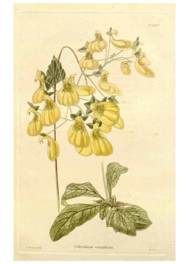 Reproducción/Reproduction 48782836887: The botanical cabinet. London :John & Arthur Arch ...,1817-1833.. 