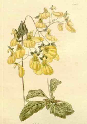 Reproducción/Reproduction 48782836887: The botanical cabinet. London :John & Arthur Arch ...,1817-1833.. 