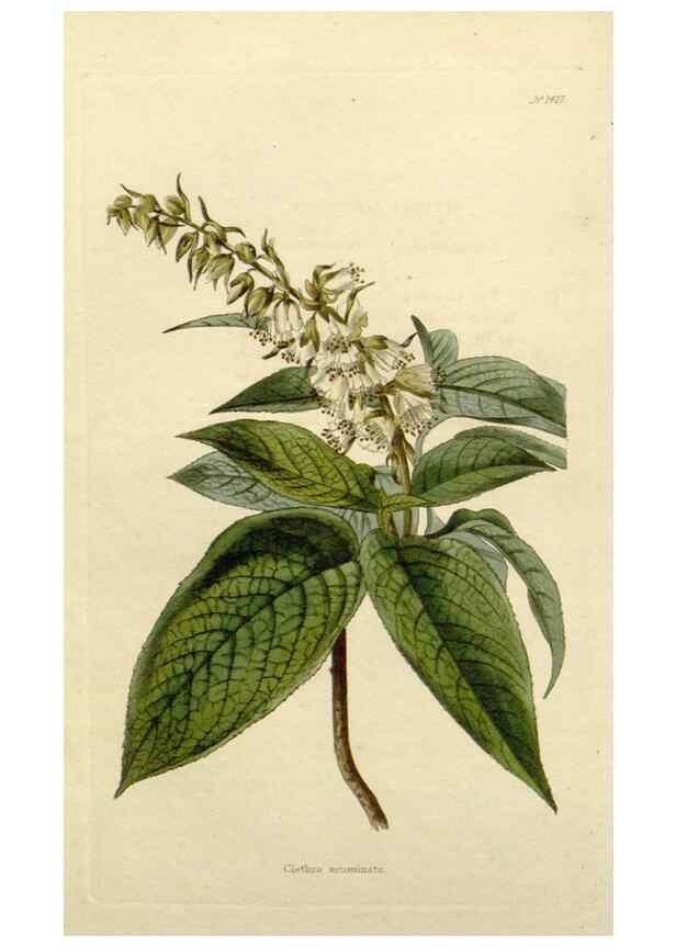Reproducción/Reproduction 48783353132: The botanical cabinet. London :John & Arthur Arch ...,1817-1833.. 