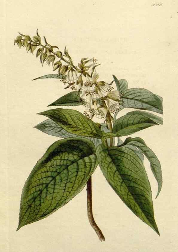 Reproducción/Reproduction 48783353132: The botanical cabinet. London :John & Arthur Arch ...,1817-1833.. 