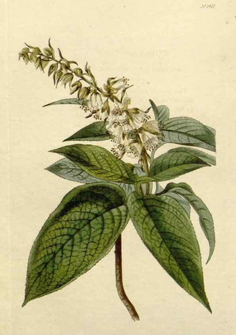 Reproducción/Reproduction 48783353132: The botanical cabinet. London :John & Arthur Arch ...,1817-1833.. 