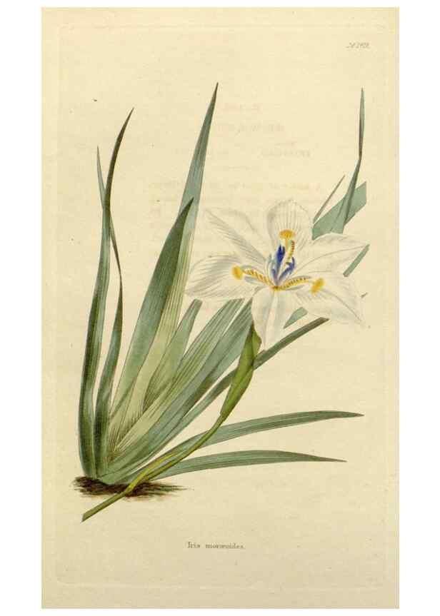 Reproducción/Reproduction 48782821083: The botanical cabinet. London :John & Arthur Arch ...,1817-1833.. 