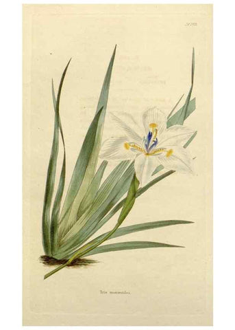 Reproducción/Reproduction 48782821083: The botanical cabinet. London :John & Arthur Arch ...,1817-1833.. 