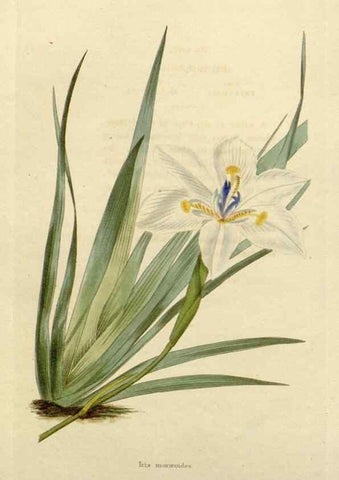 Reproducción/Reproduction 48782821083: The botanical cabinet. London :John & Arthur Arch ...,1817-1833.. 